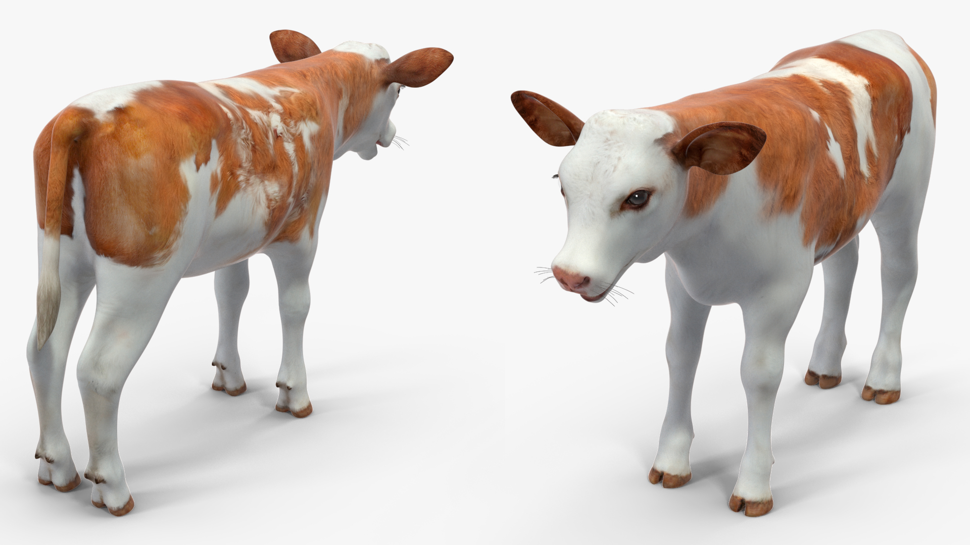 3D model Cow Calf