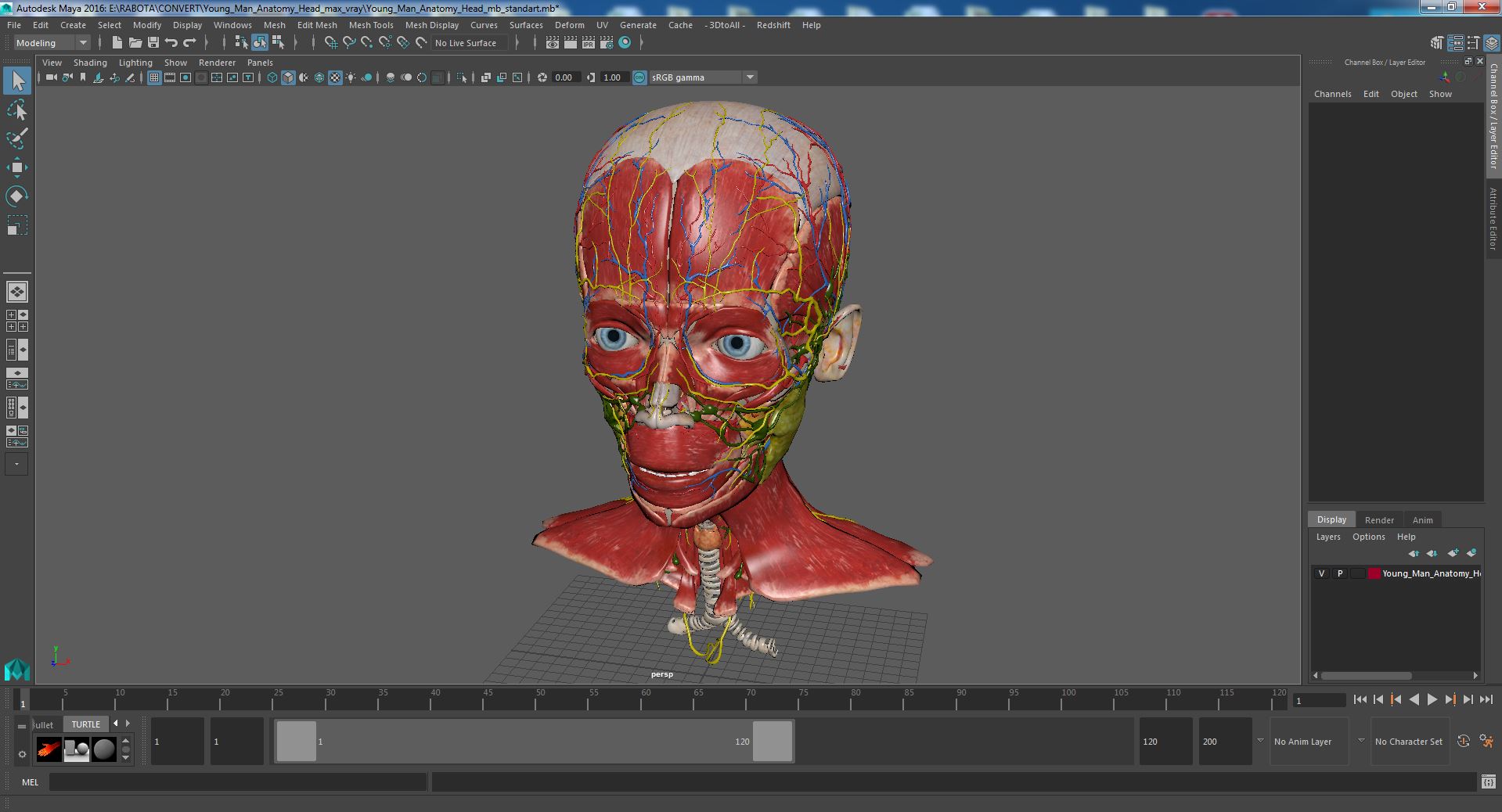 Young Man Anatomy Head 3D