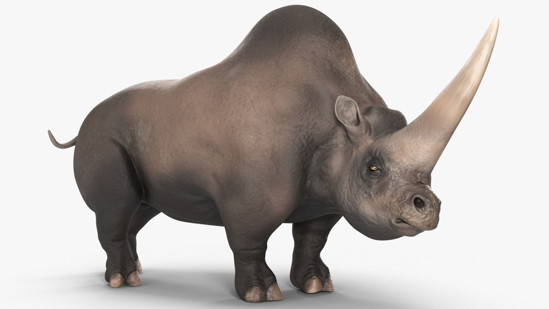 Elasmotherium Rigged for Modo 3D model