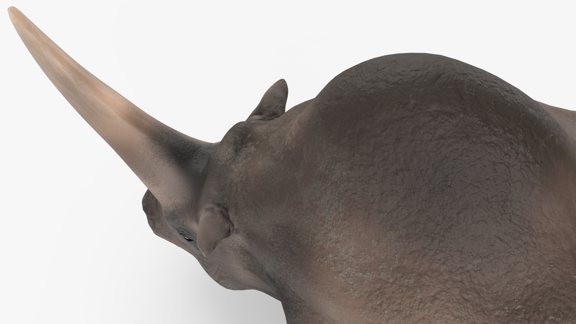 Elasmotherium Rigged for Modo 3D model