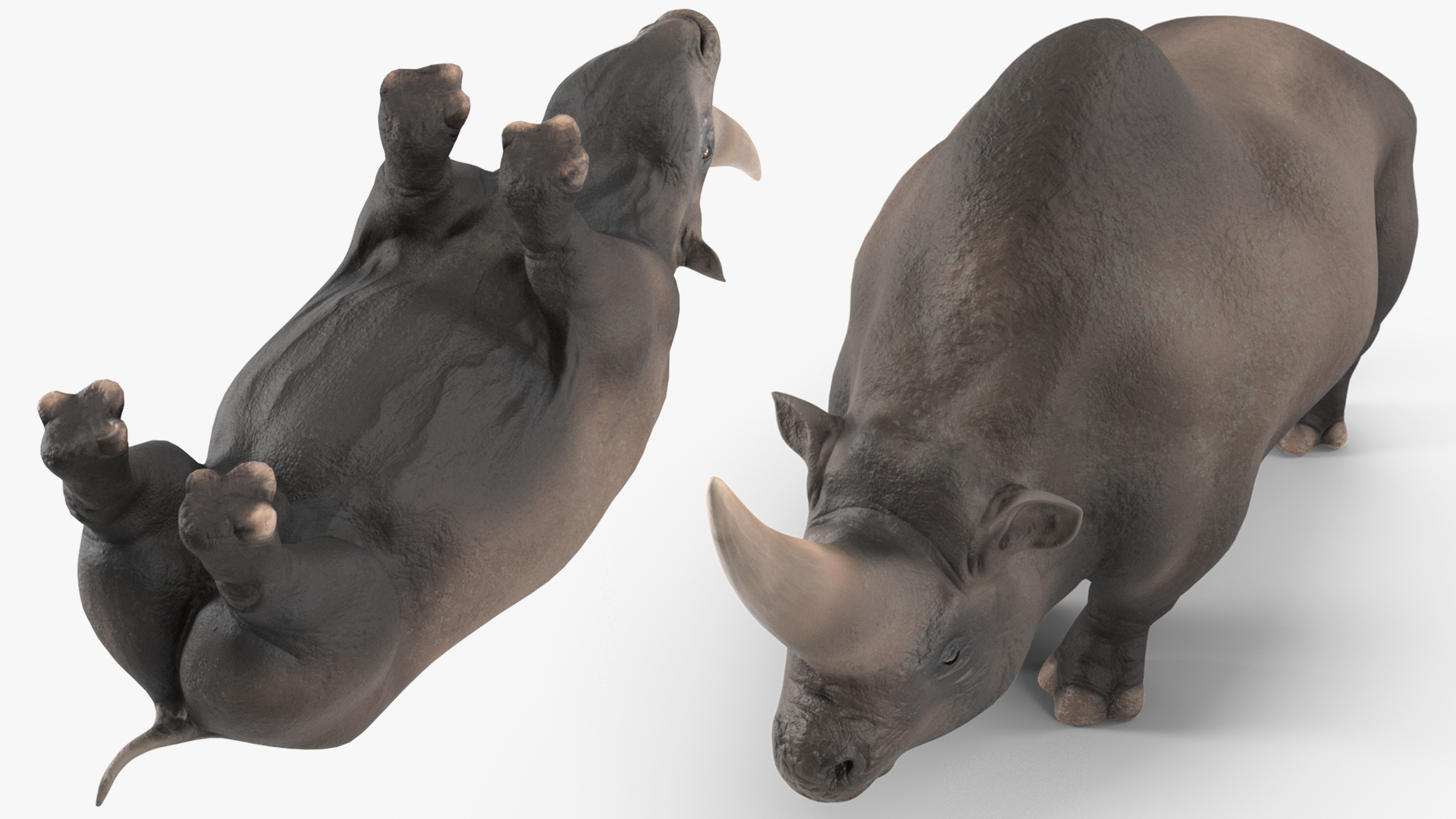 Elasmotherium Rigged for Modo 3D model