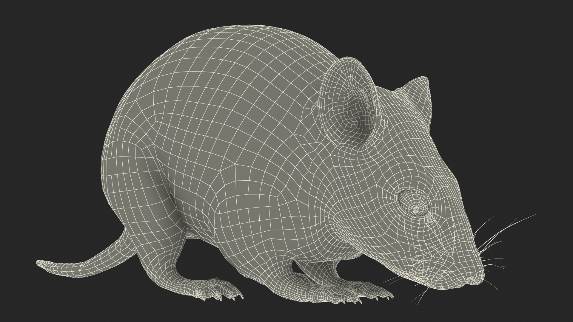 3D model False Mouse Sniffing Pose