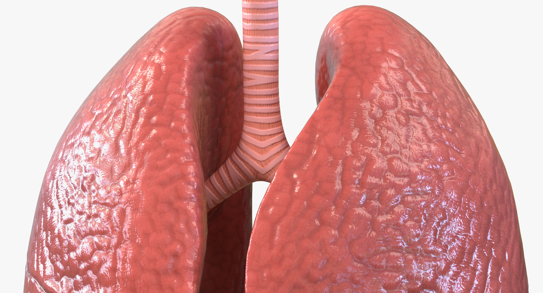 Lung Anatomy 3D