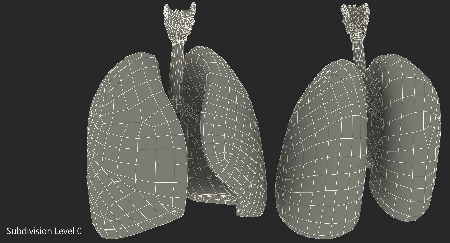 Lung Anatomy 3D