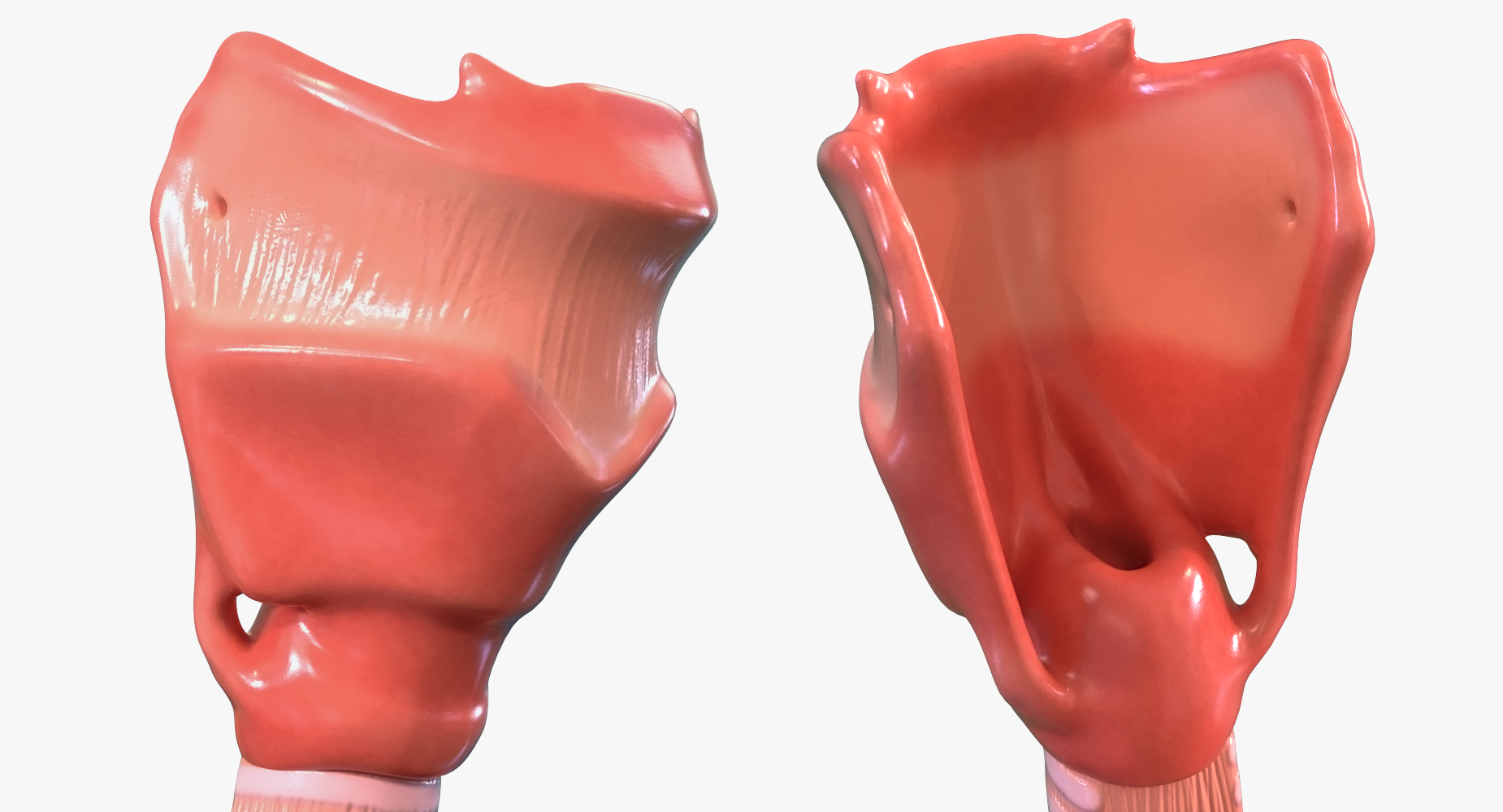 Lung Anatomy 3D