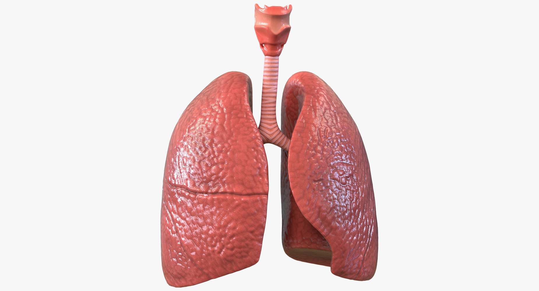 Lung Anatomy 3D