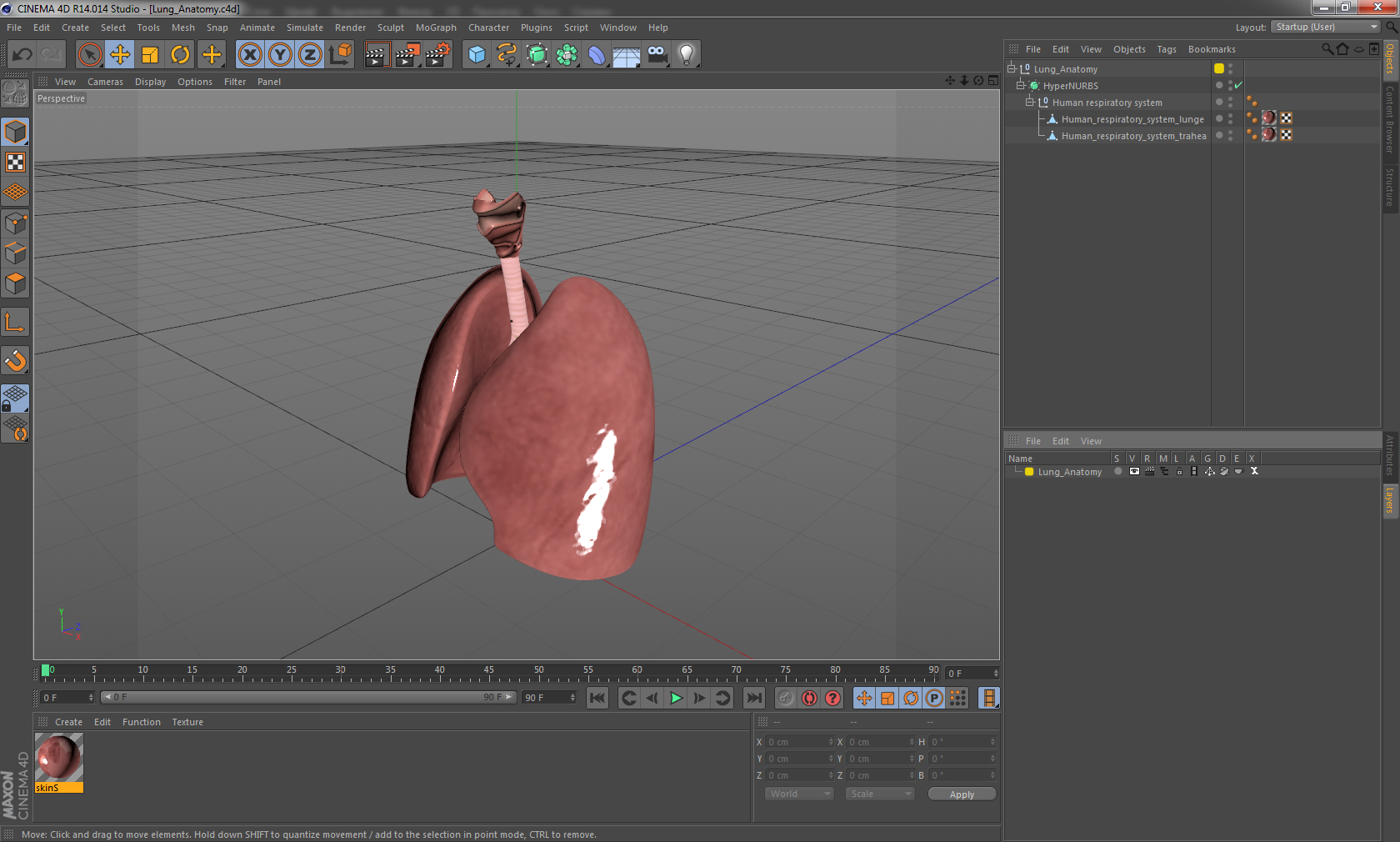 Lung Anatomy 3D