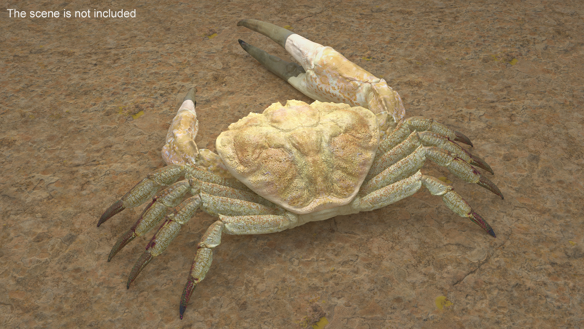 3D model Pseudocarcinus Gigas