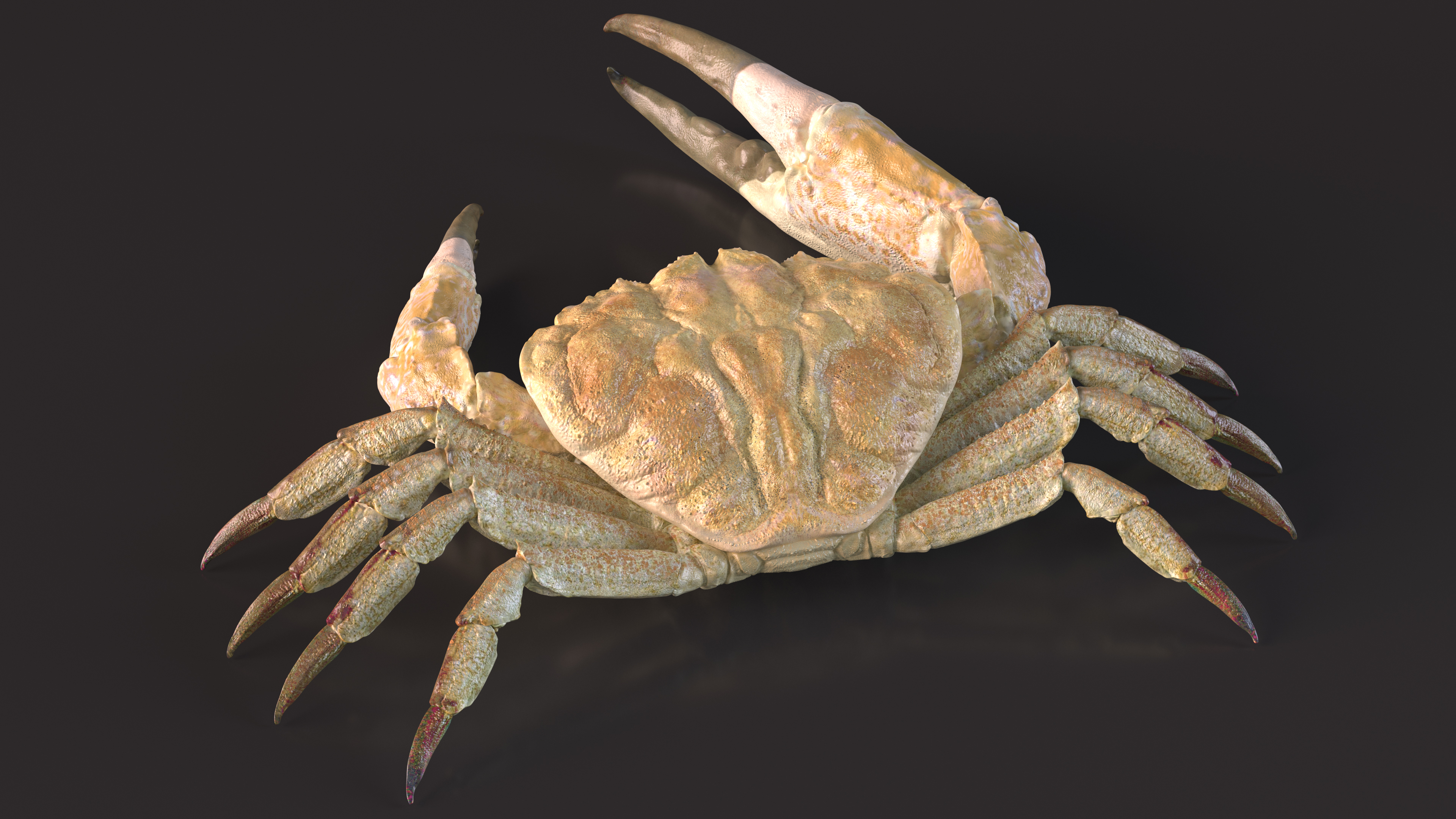 3D model Pseudocarcinus Gigas