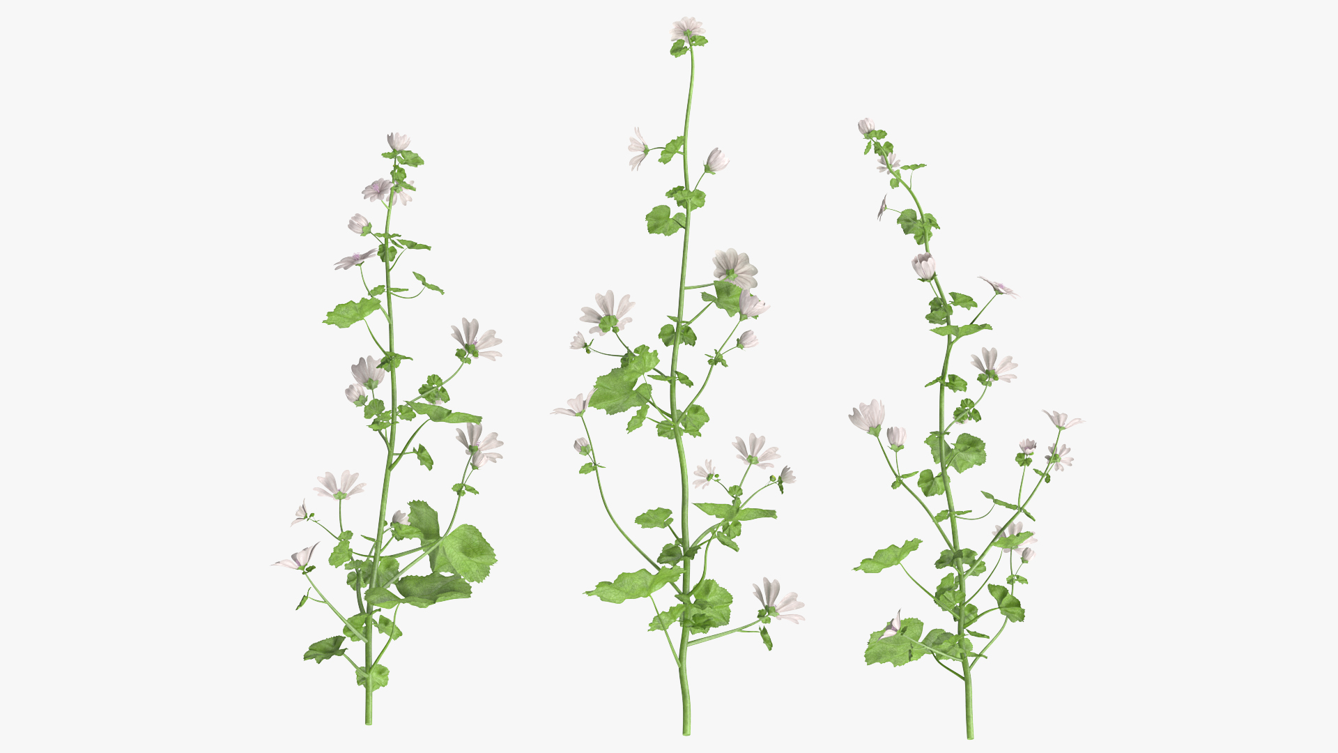 Wild Mallow Plants Set 3D