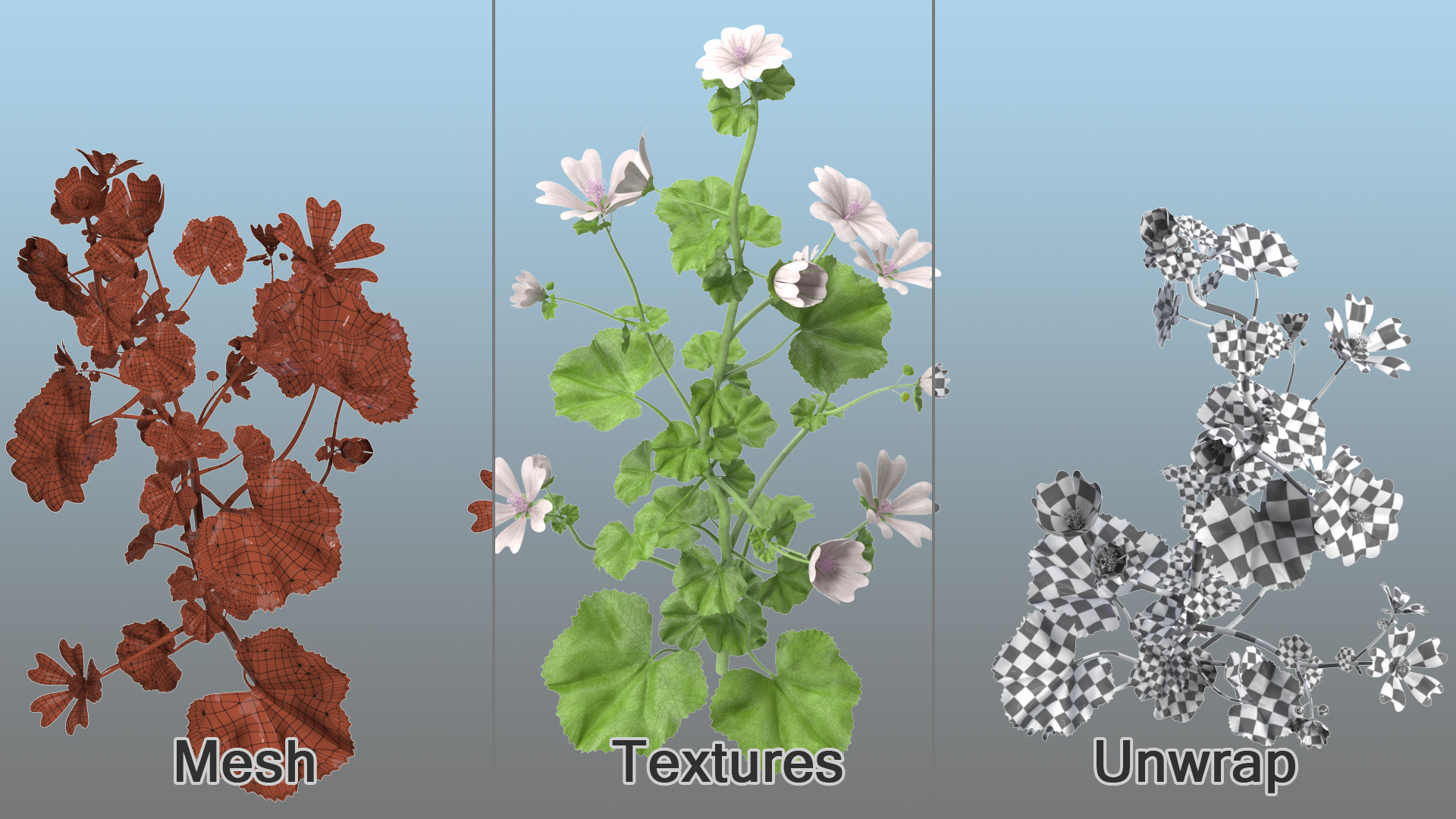 Wild Mallow Plants Set 3D