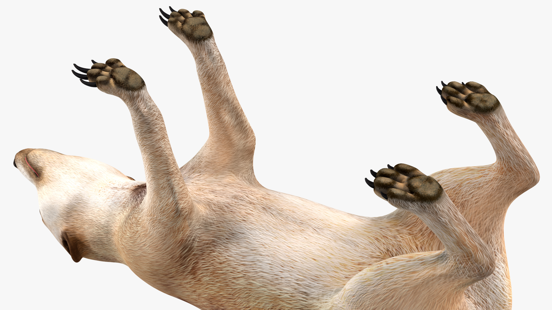 3D model Meerkat Neutral Pose