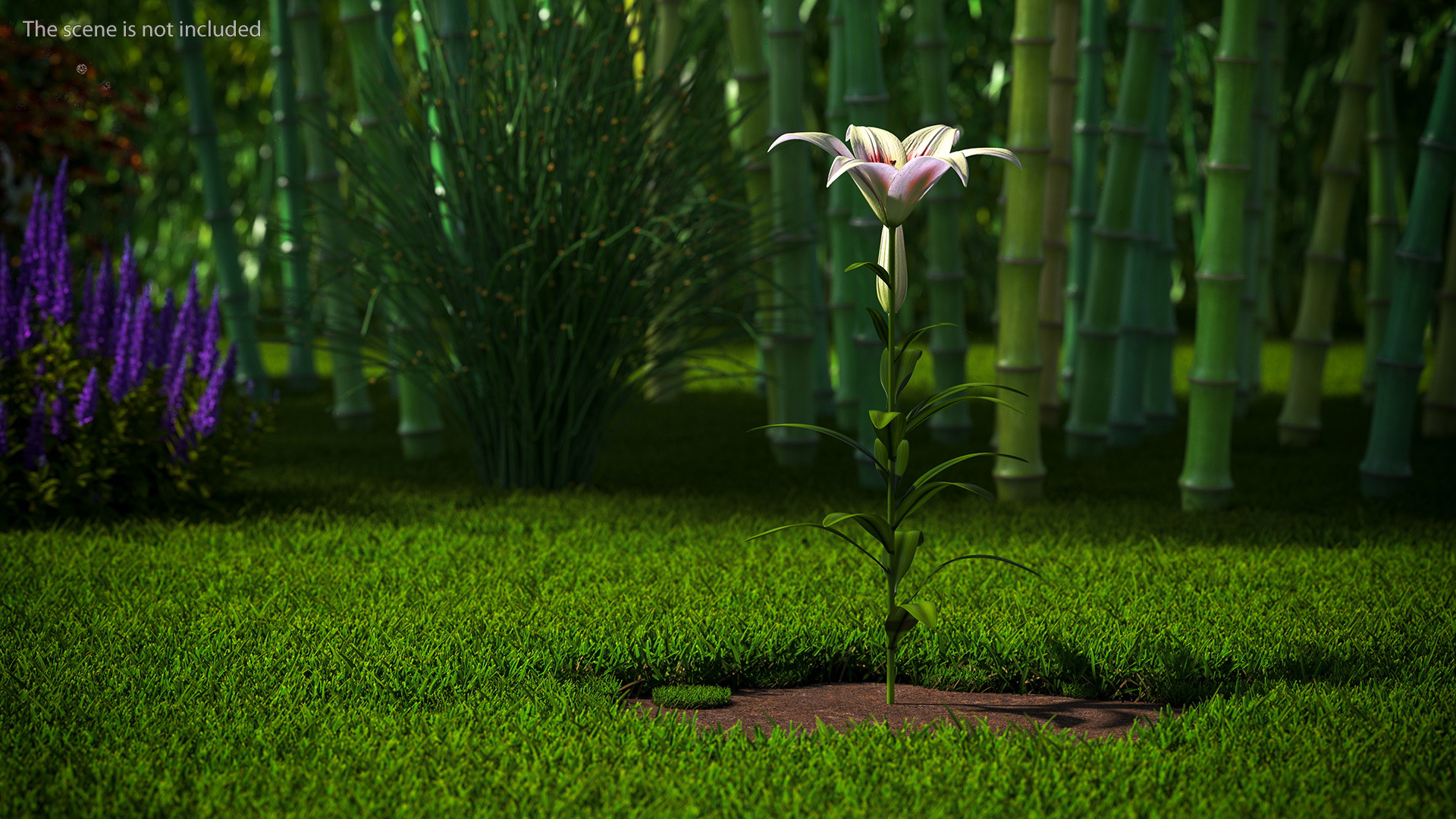 Realistic Lily Flower Plant 3D