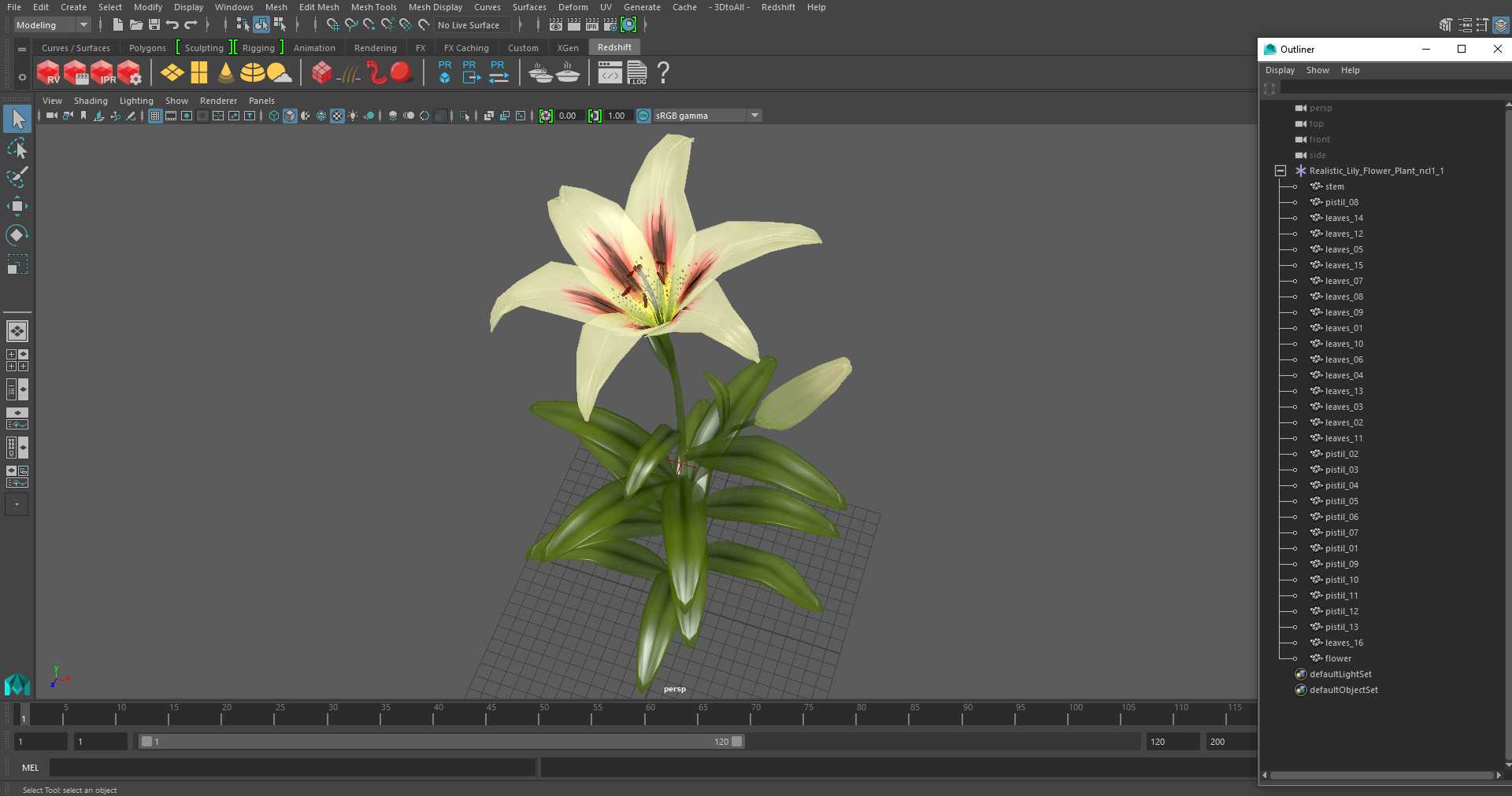 Realistic Lily Flower Plant 3D