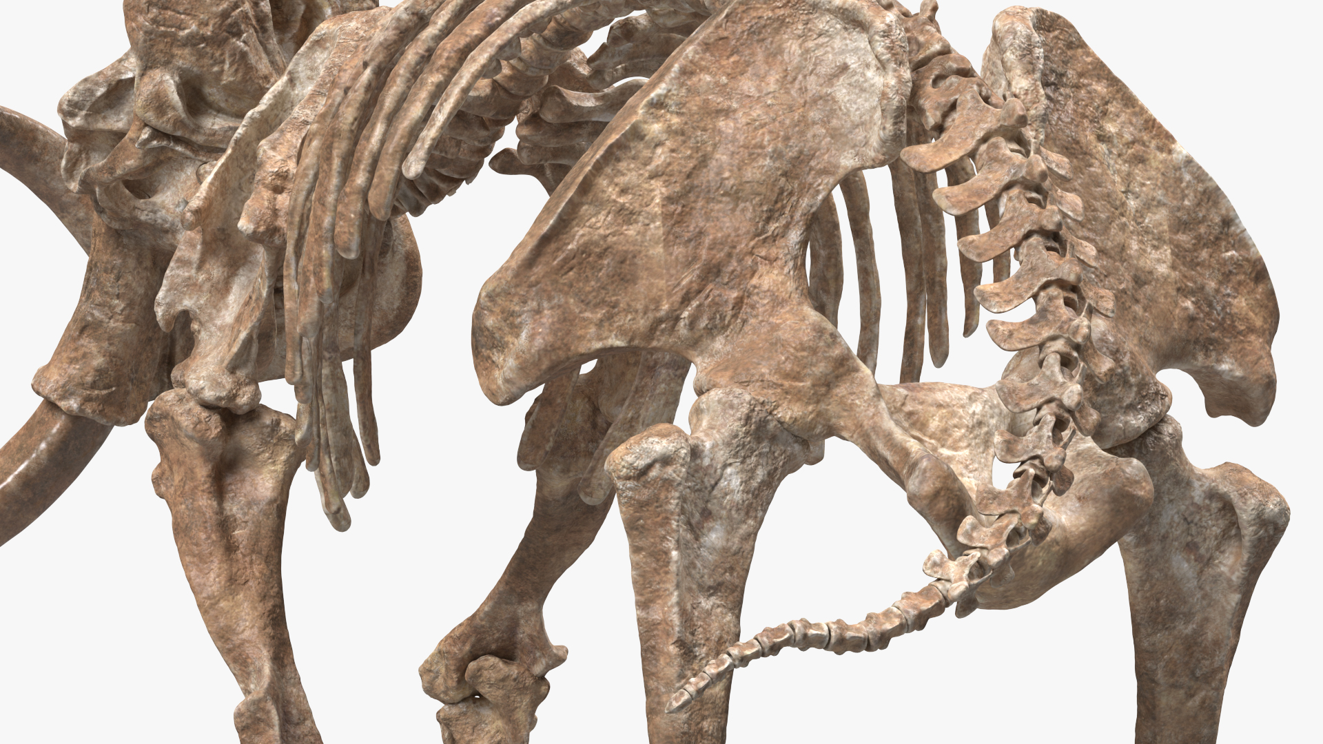 Mammoth Skeleton Old Bones Walking Pose 3D model