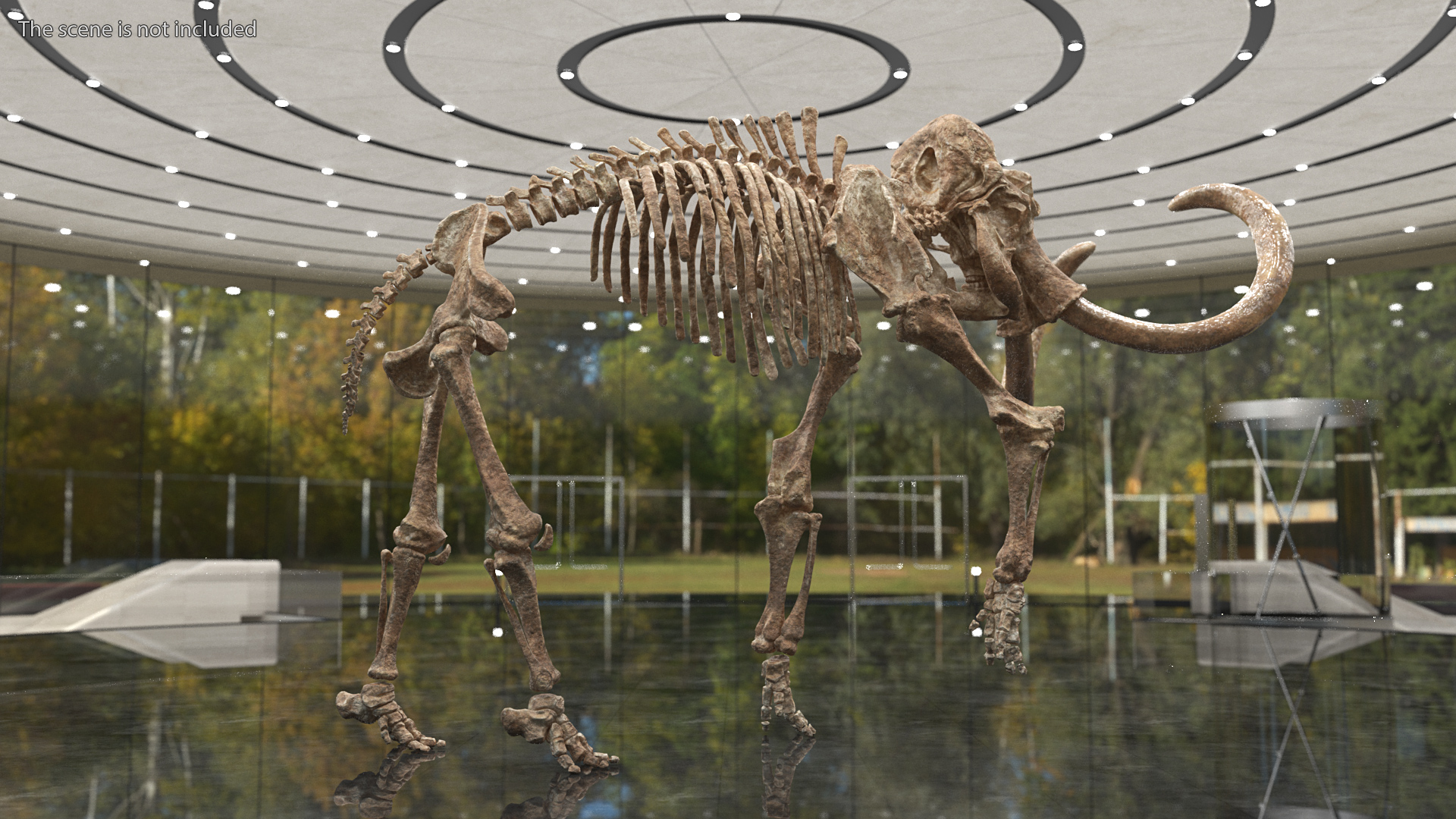 Mammoth Skeleton Old Bones Walking Pose 3D model