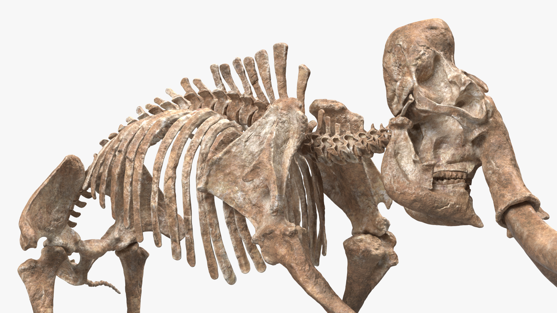 Mammoth Skeleton Old Bones Walking Pose 3D model