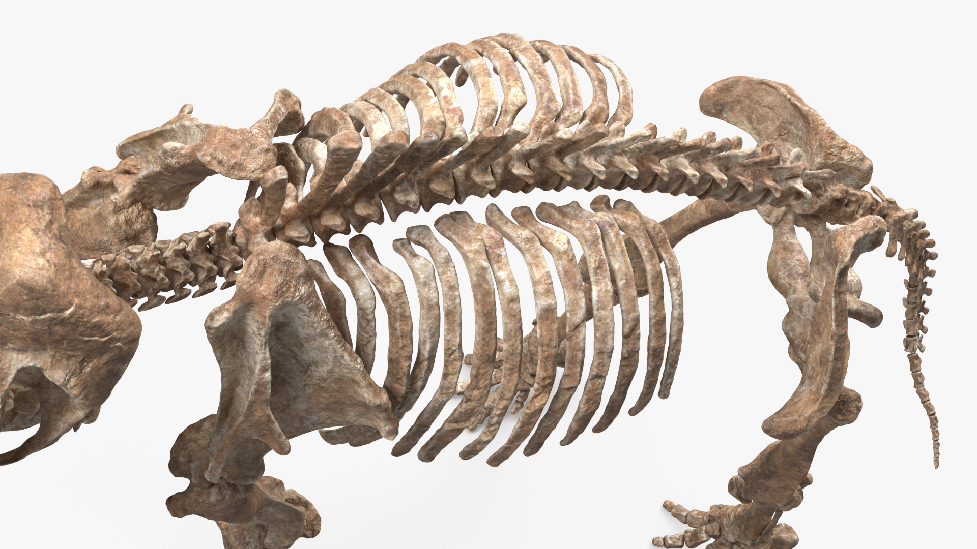 Mammoth Skeleton Old Bones Walking Pose 3D model