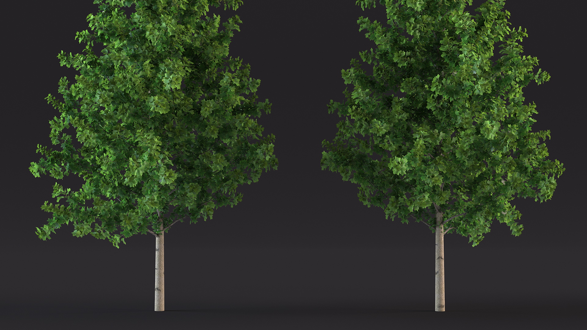 Realistic Young Poplar Tree 3D