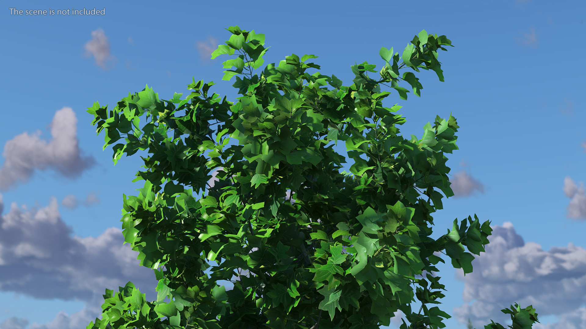 Realistic Young Poplar Tree 3D