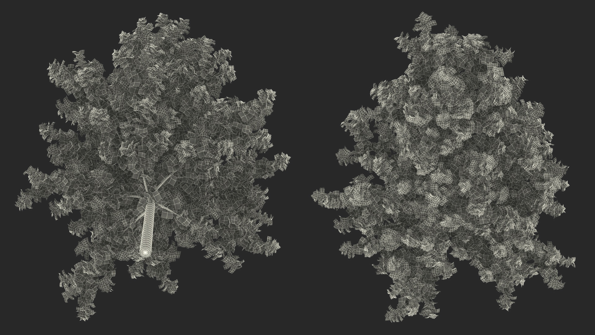 Realistic Young Poplar Tree 3D