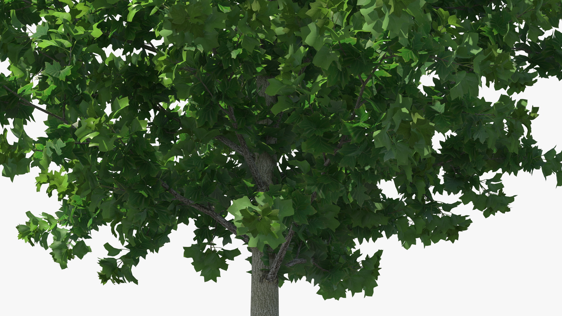 Realistic Young Poplar Tree 3D