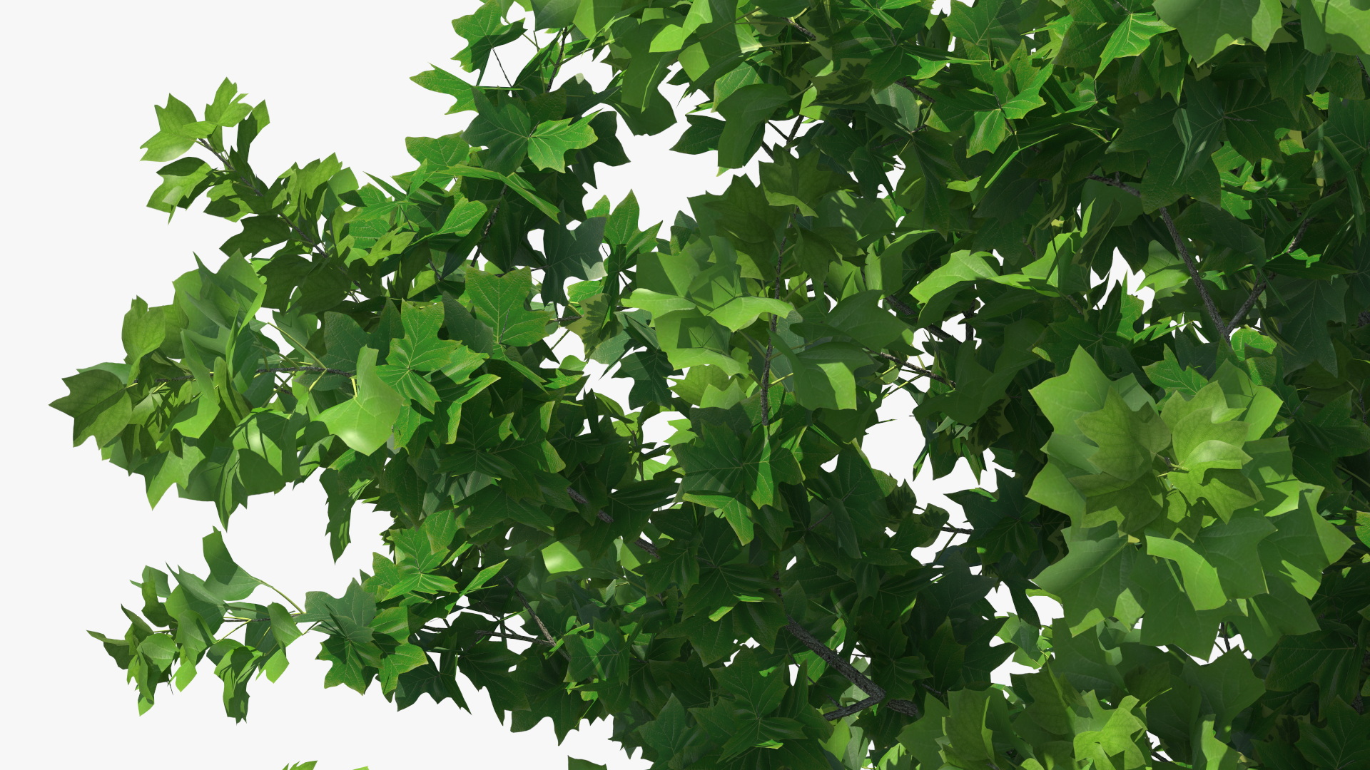 Realistic Young Poplar Tree 3D