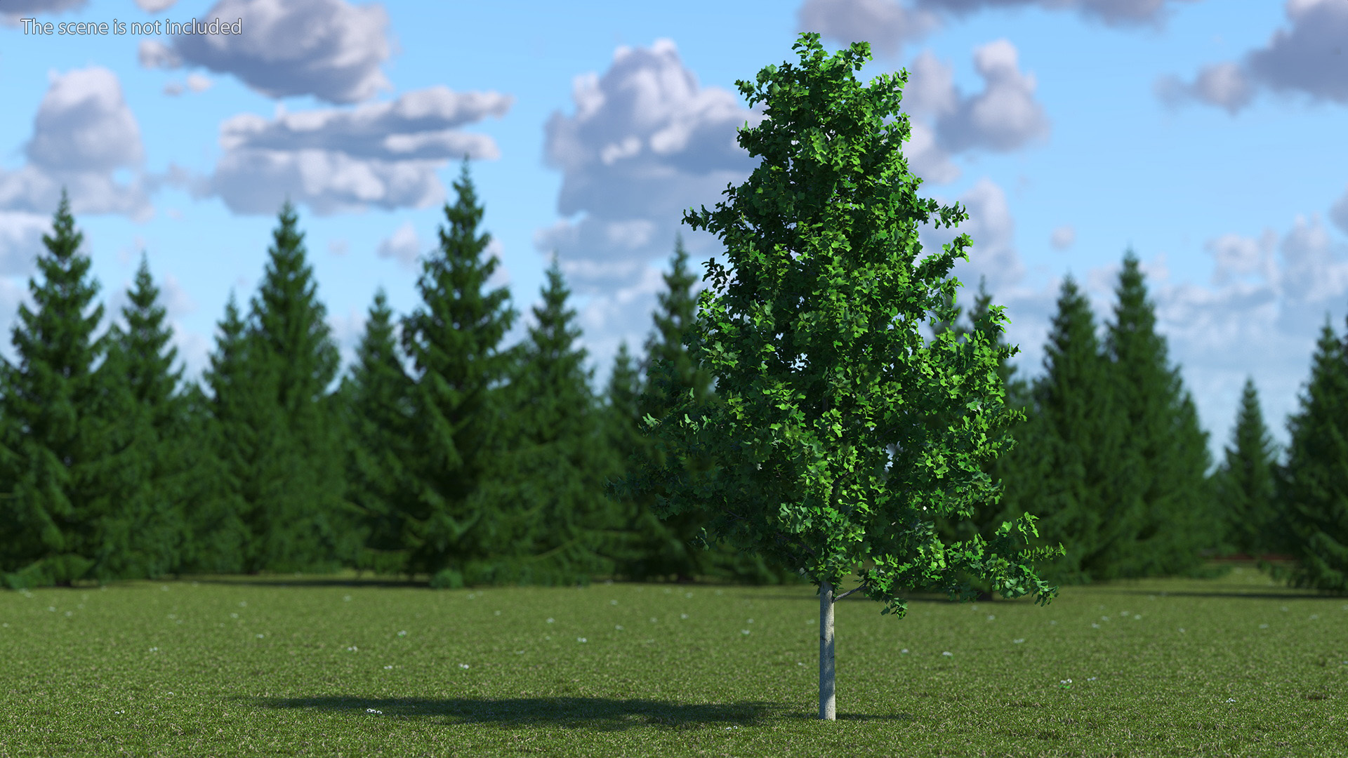 Realistic Young Poplar Tree 3D