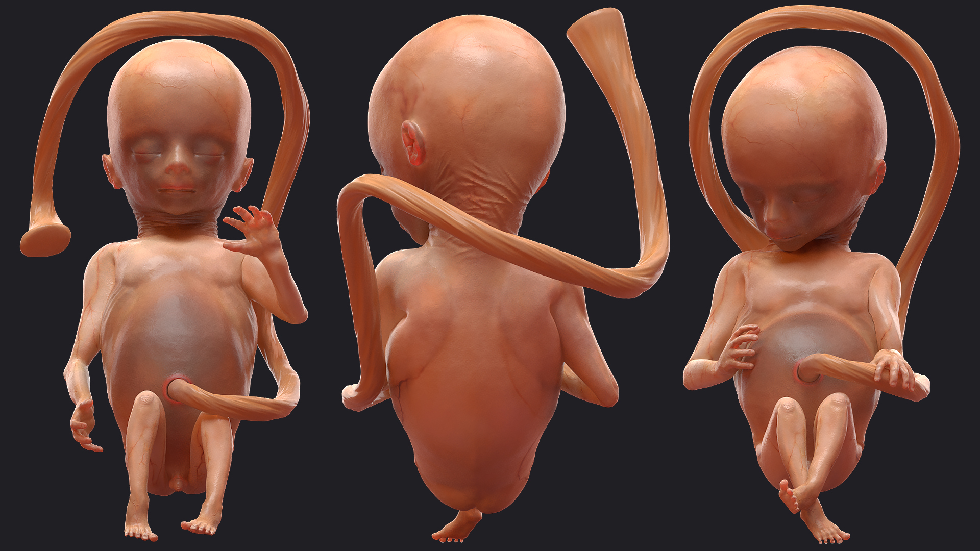 Human Fetus 16 Weeks Rigged 3D