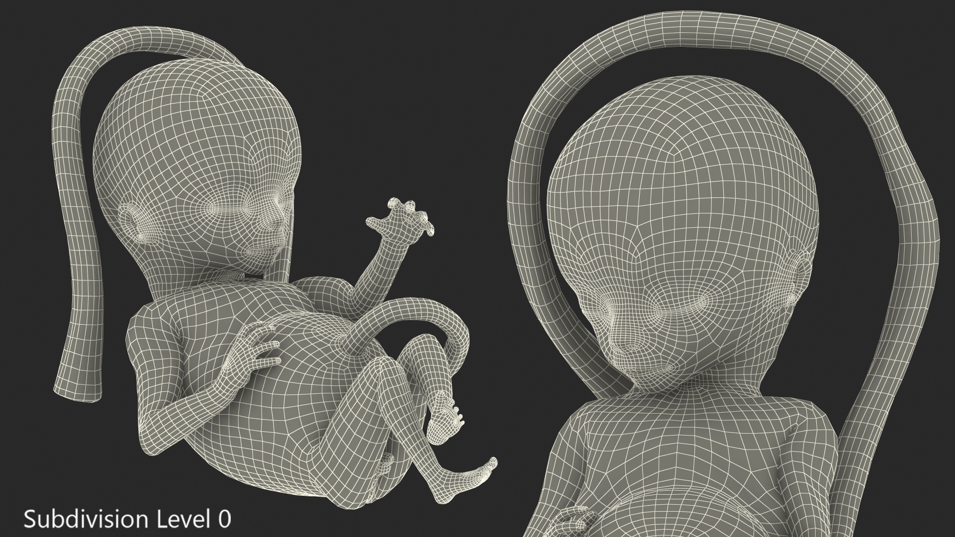 Human Fetus 16 Weeks Rigged 3D