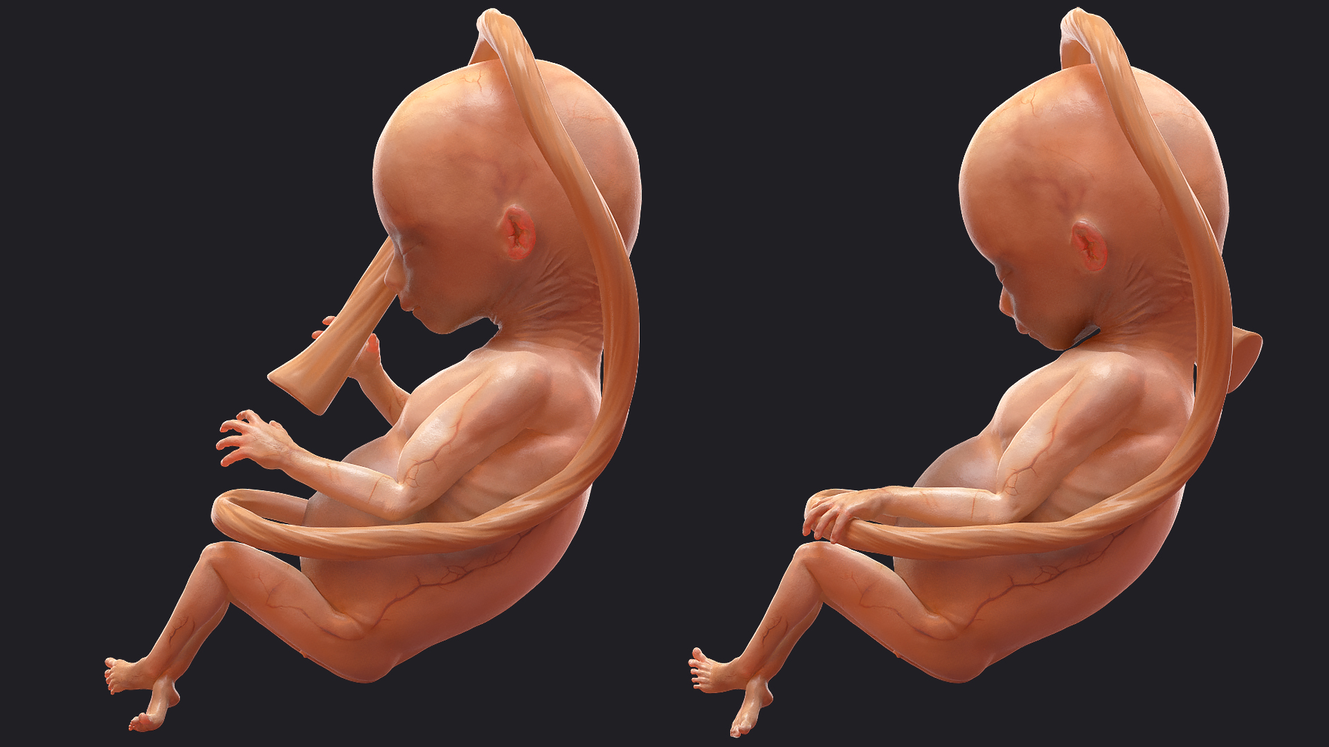 Human Fetus 16 Weeks Rigged 3D