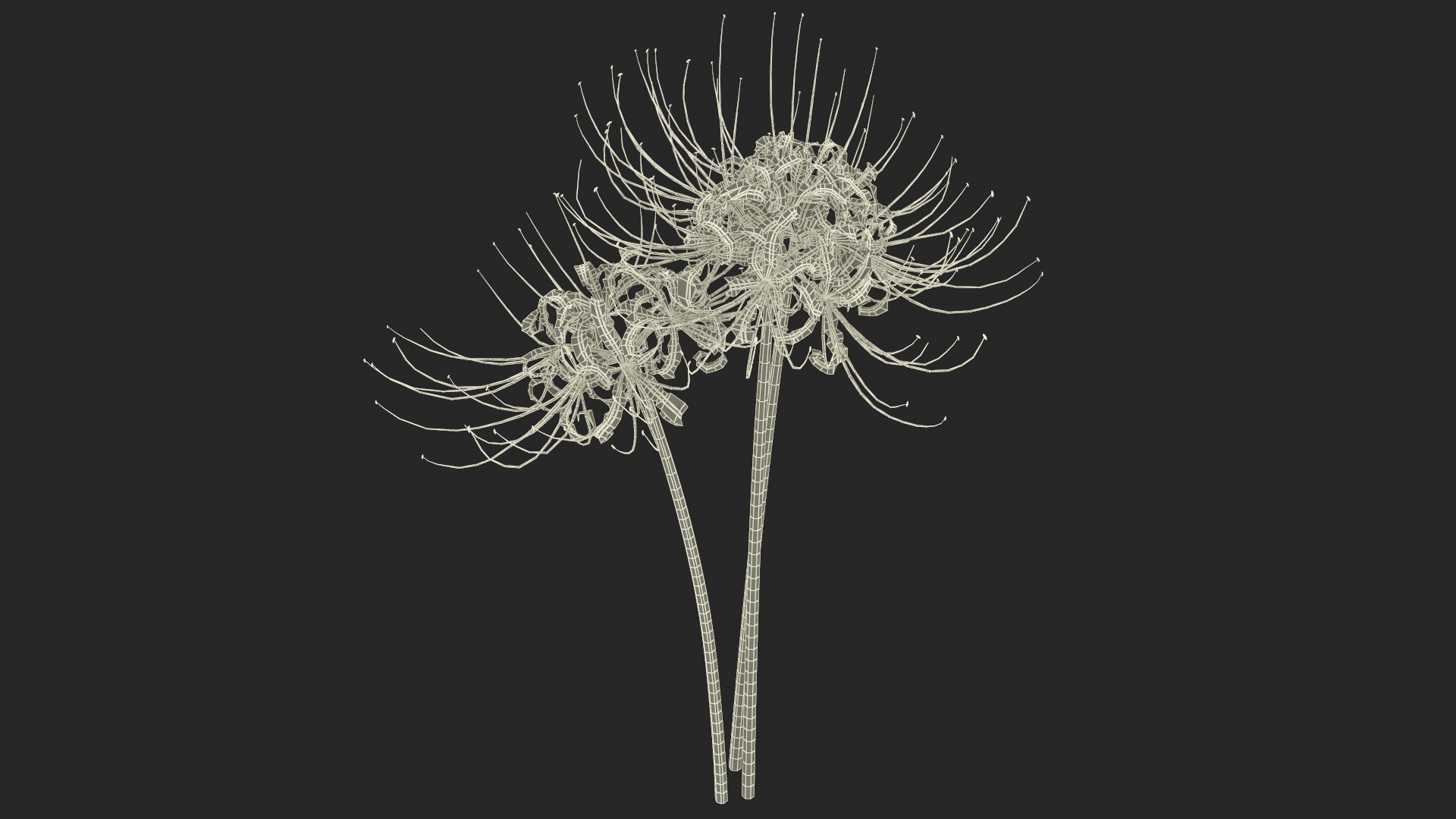 Spider Lily Flowers Bouquet 3D