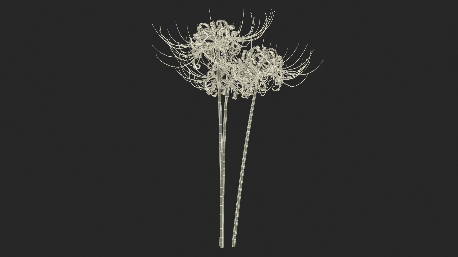 Spider Lily Flowers Bouquet 3D