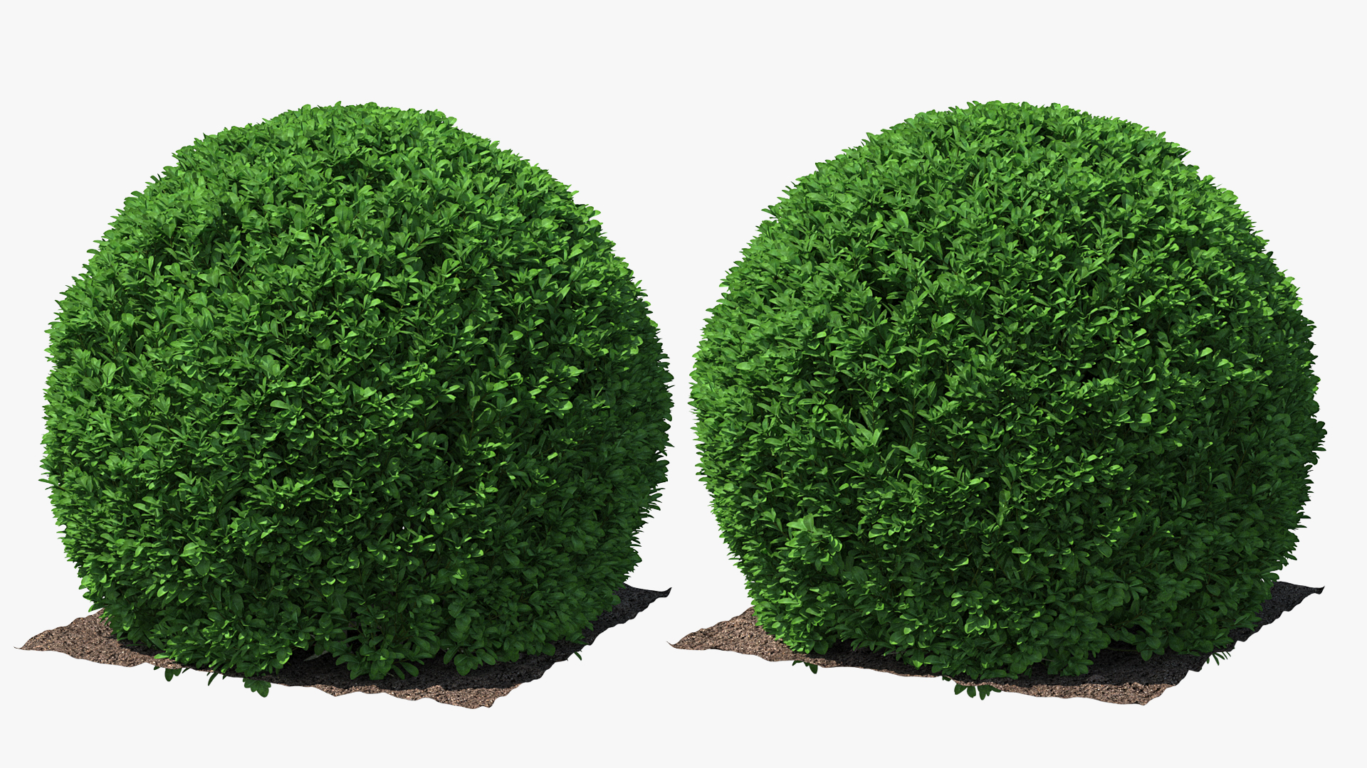 3D model Boxwood Round Shape Shrub