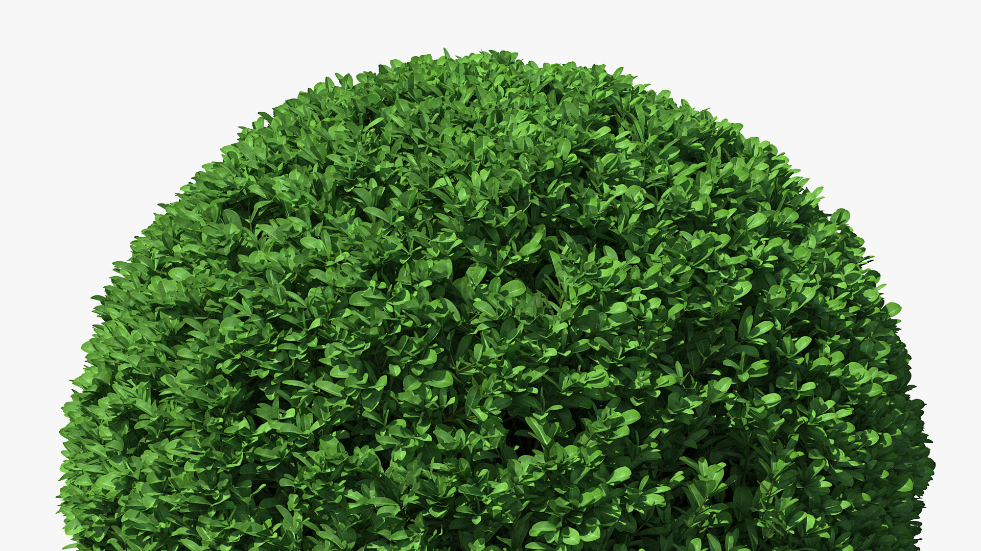 3D model Boxwood Round Shape Shrub