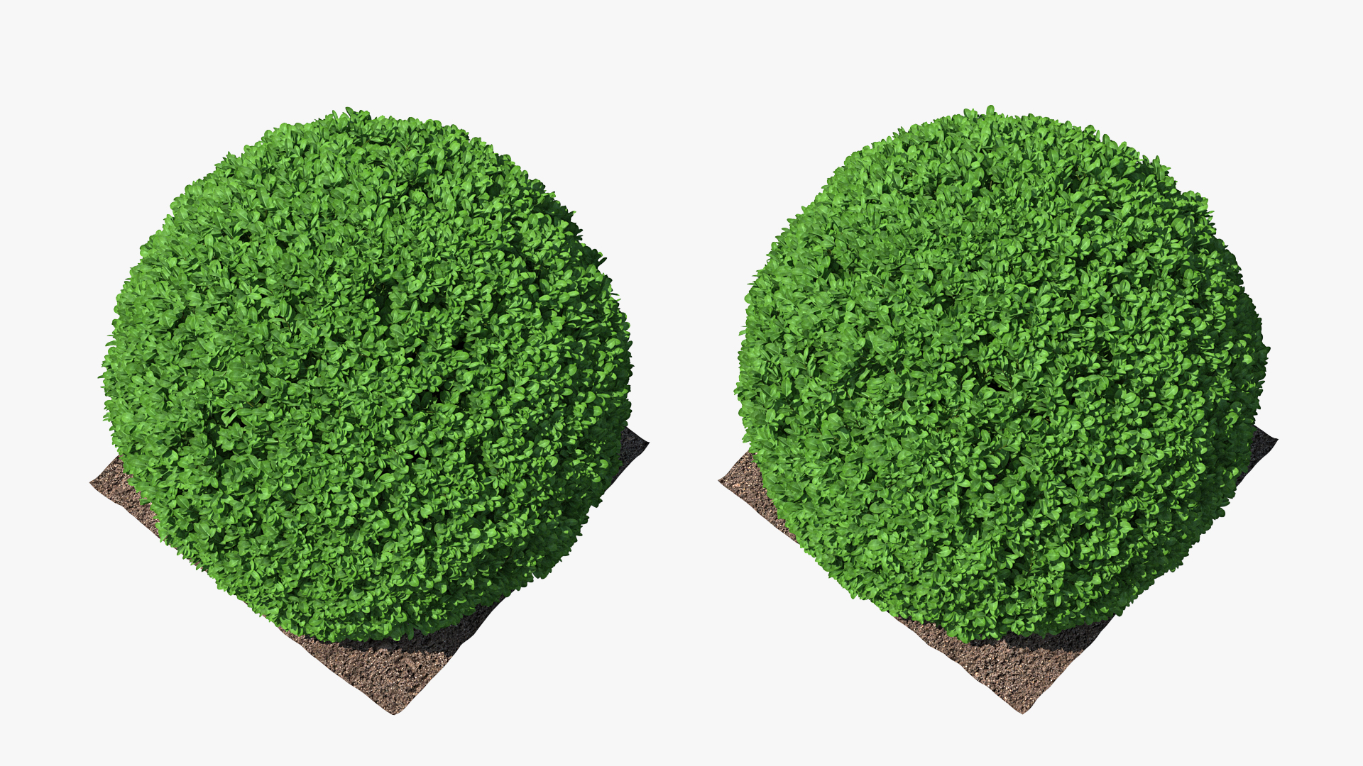 3D model Boxwood Round Shape Shrub