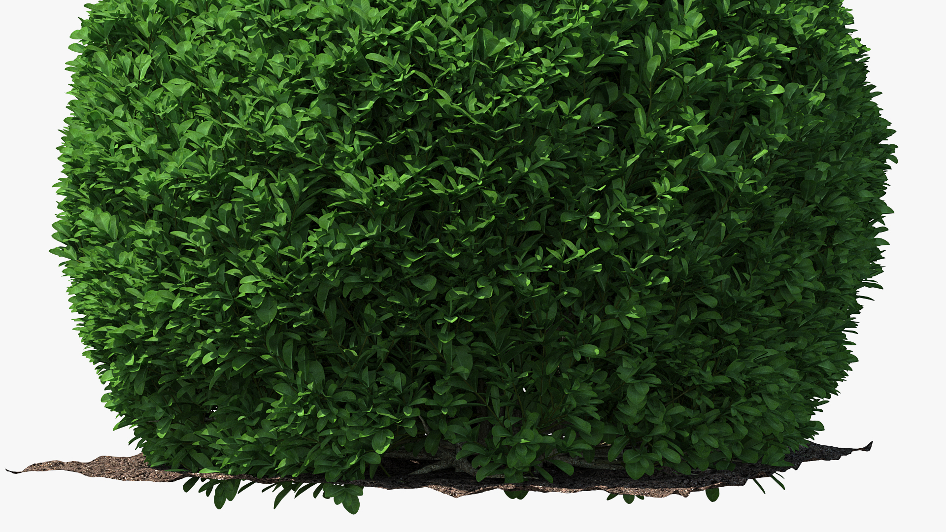 3D model Boxwood Round Shape Shrub