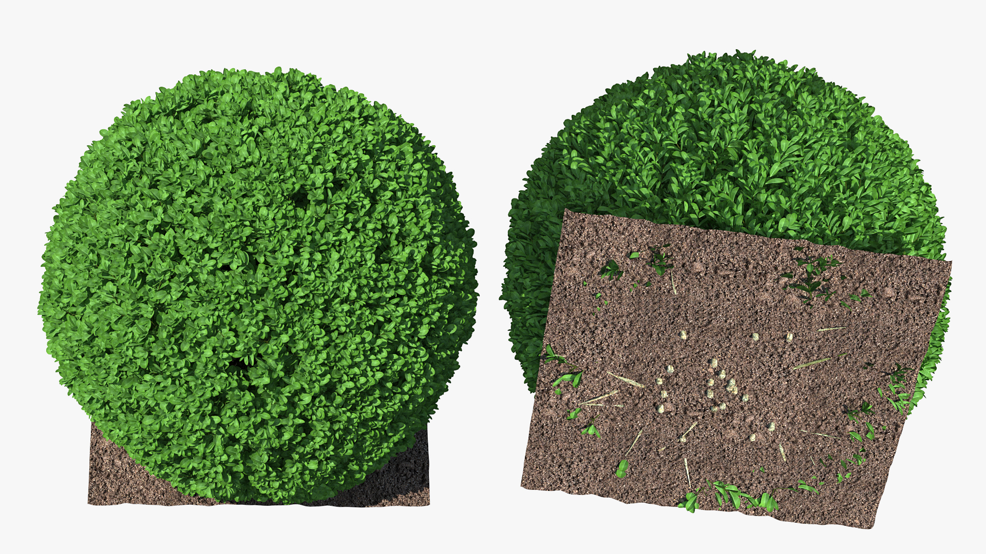 3D model Boxwood Round Shape Shrub