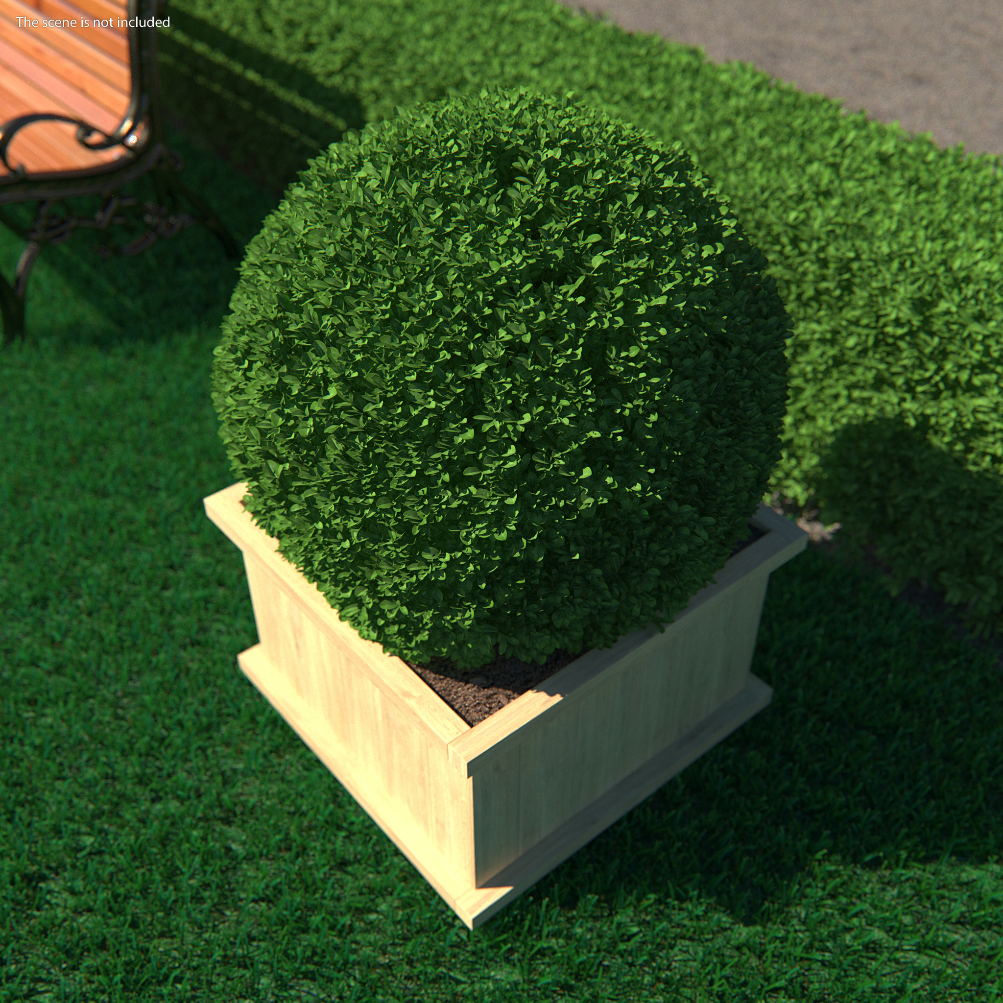 3D model Boxwood Round Shape Shrub