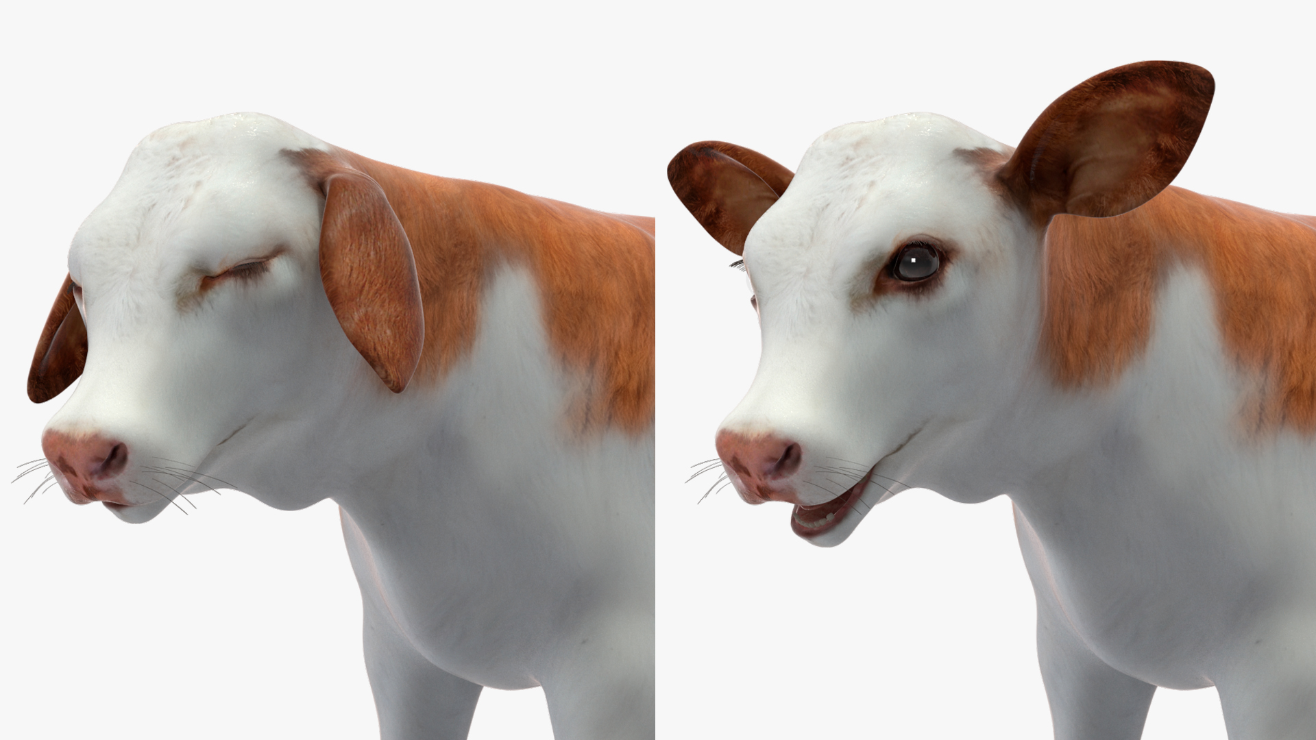 Cow Calf Rigged for Cinema 4D 3D model