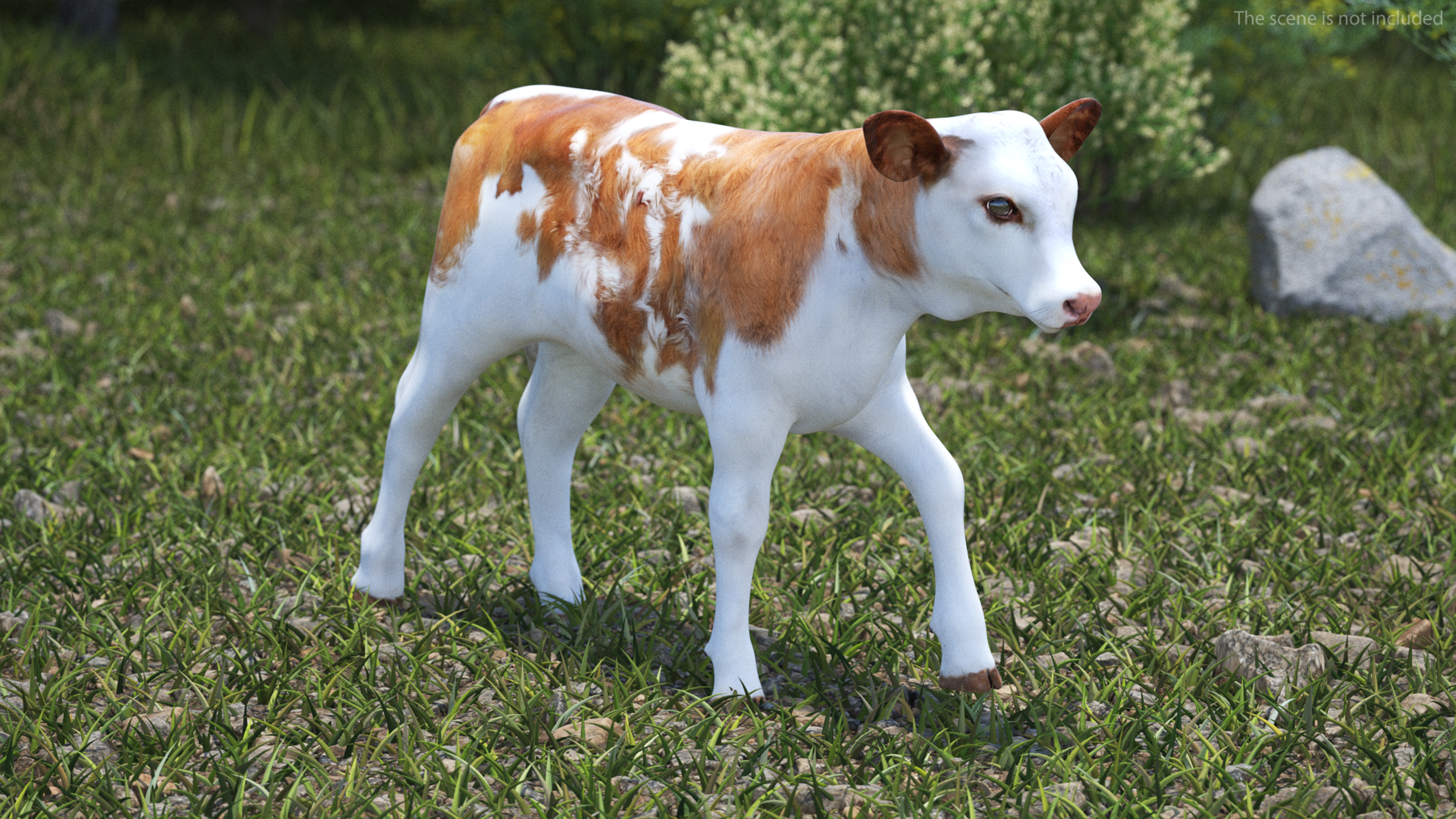 Cow Calf Rigged for Cinema 4D 3D model