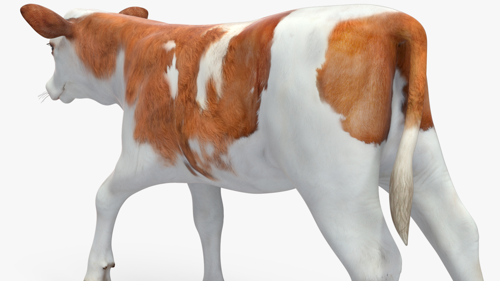 Cow Calf Rigged for Cinema 4D 3D model