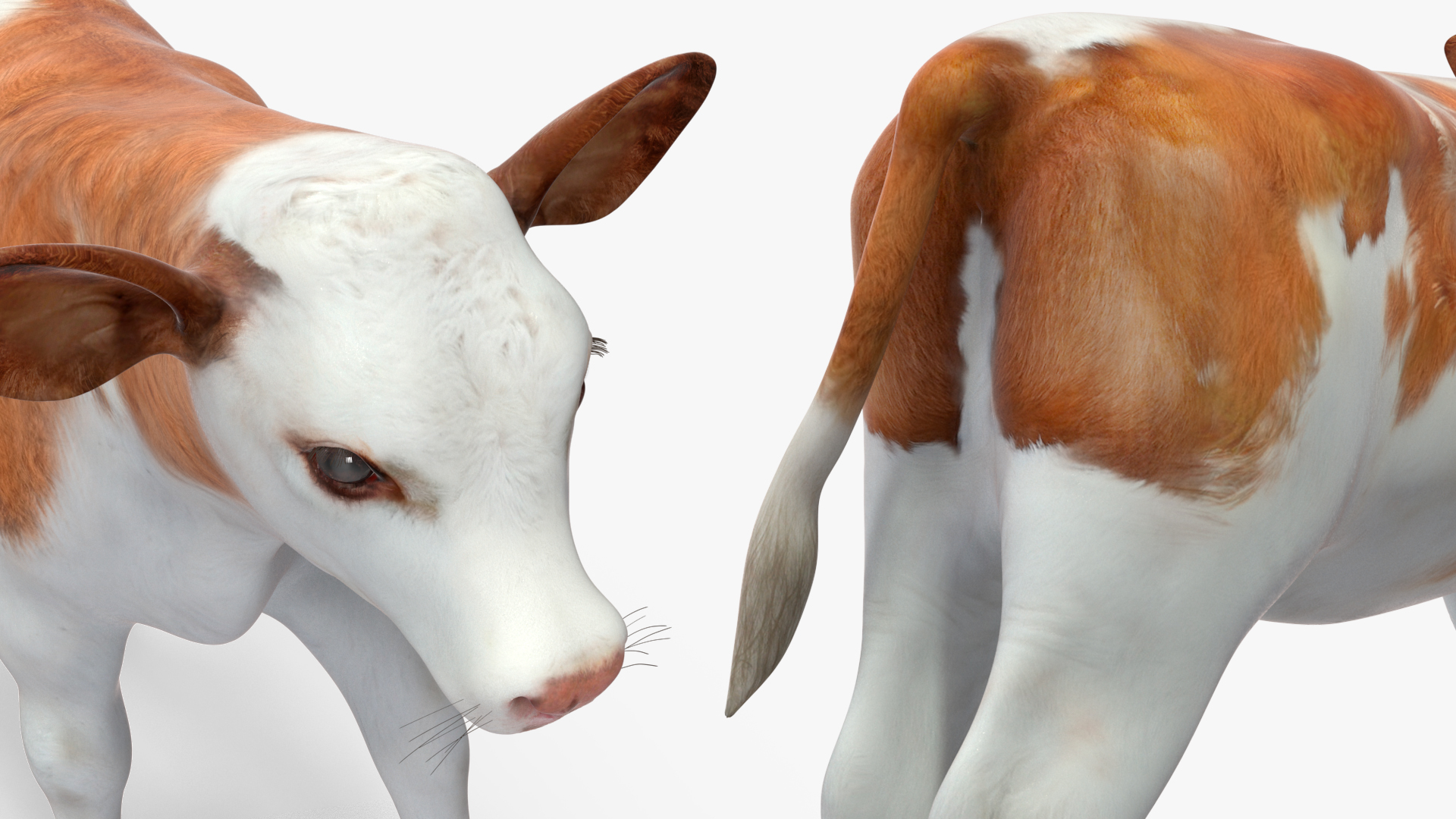 Cow Calf Rigged for Cinema 4D 3D model