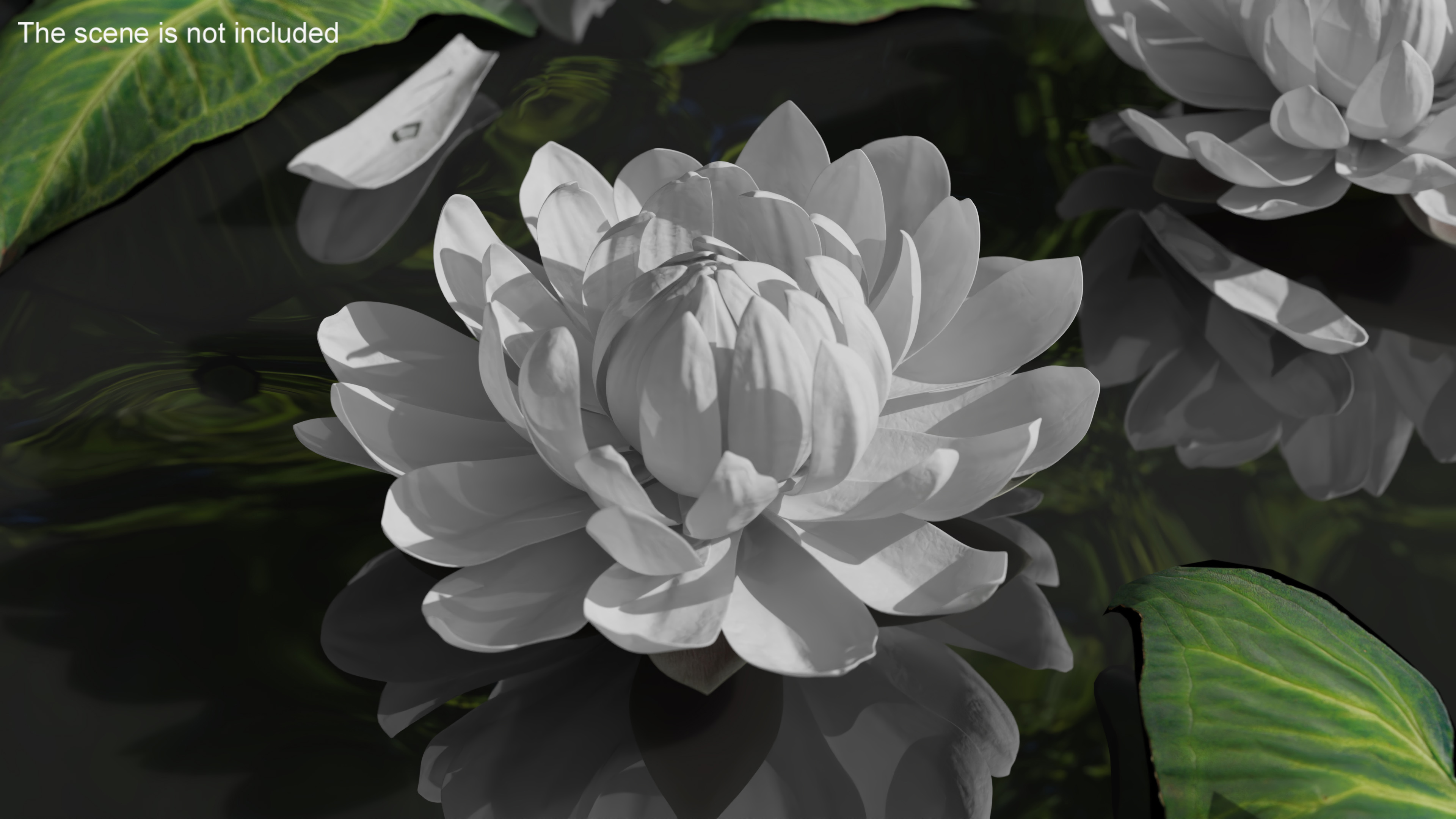 3D model Flower Victoria Amazonica