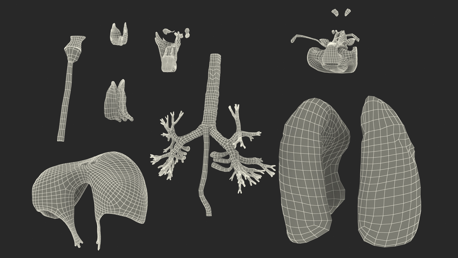 3D model Female Respiratory System