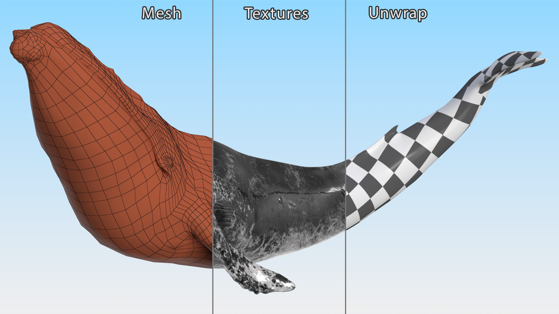 3D Sea Animal Old Blue Whale Swimming Pose Fur model