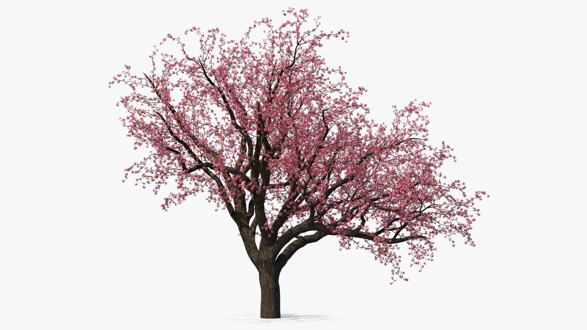 Blooming Peach Tree 3D model