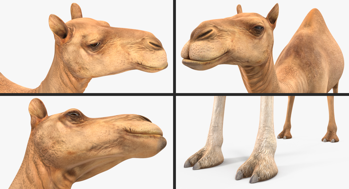 Camel Rigged 3D