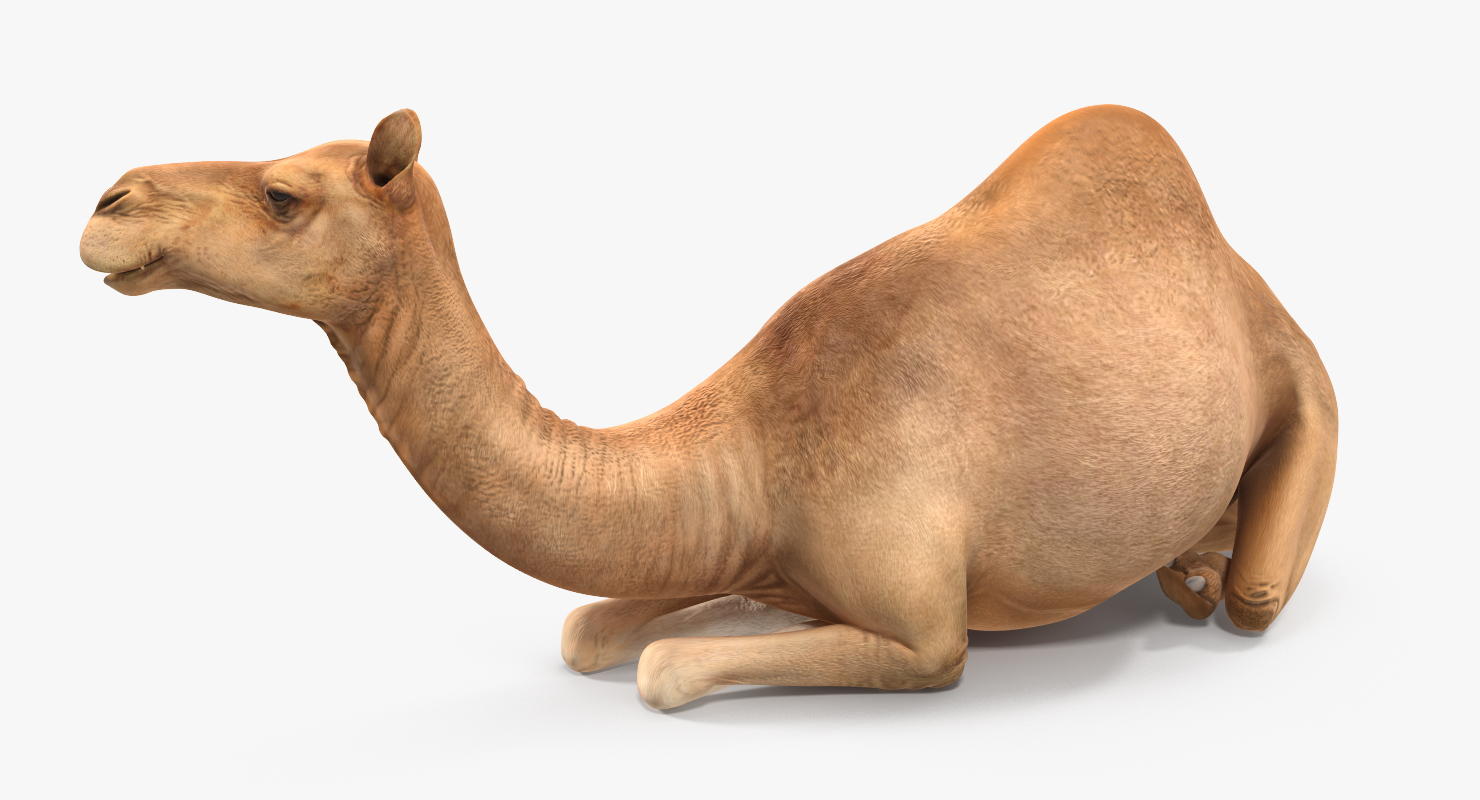 Camel Rigged 3D