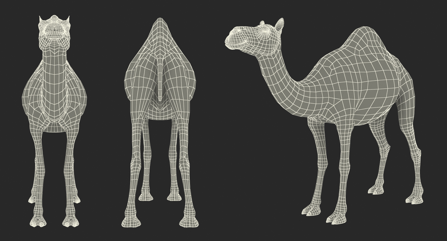 Camel Rigged 3D